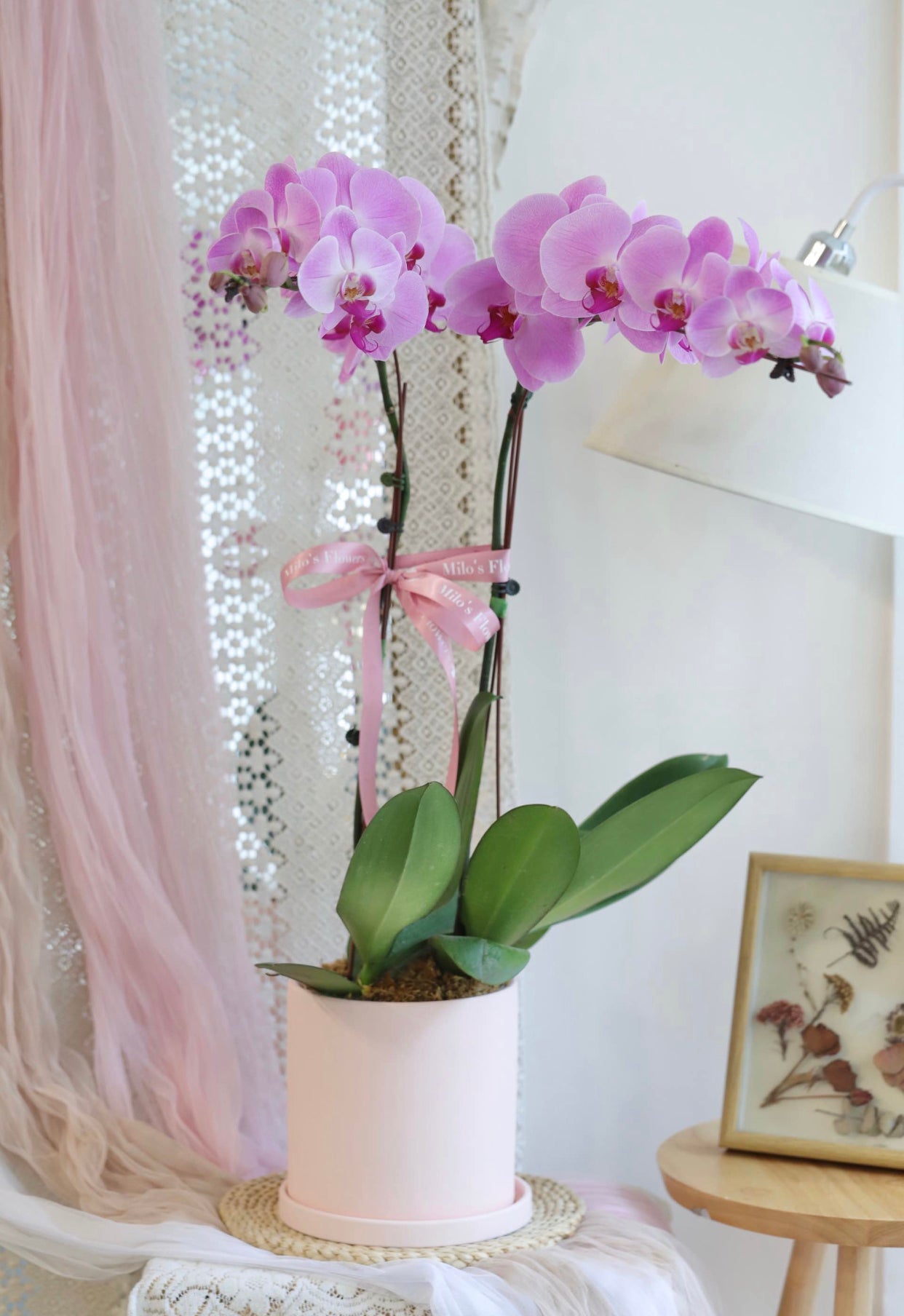 PHALAENOPSIS