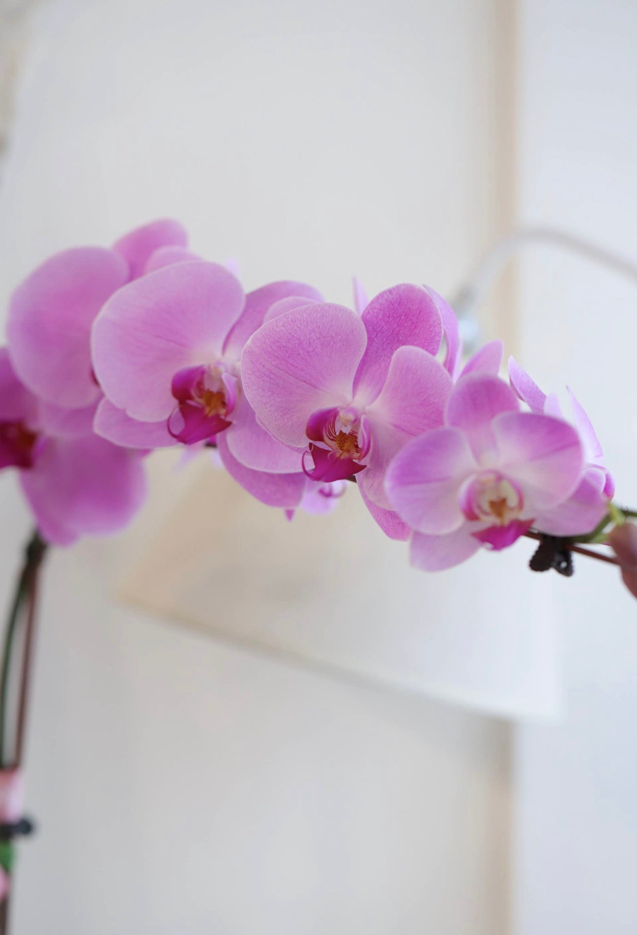 PHALAENOPSIS