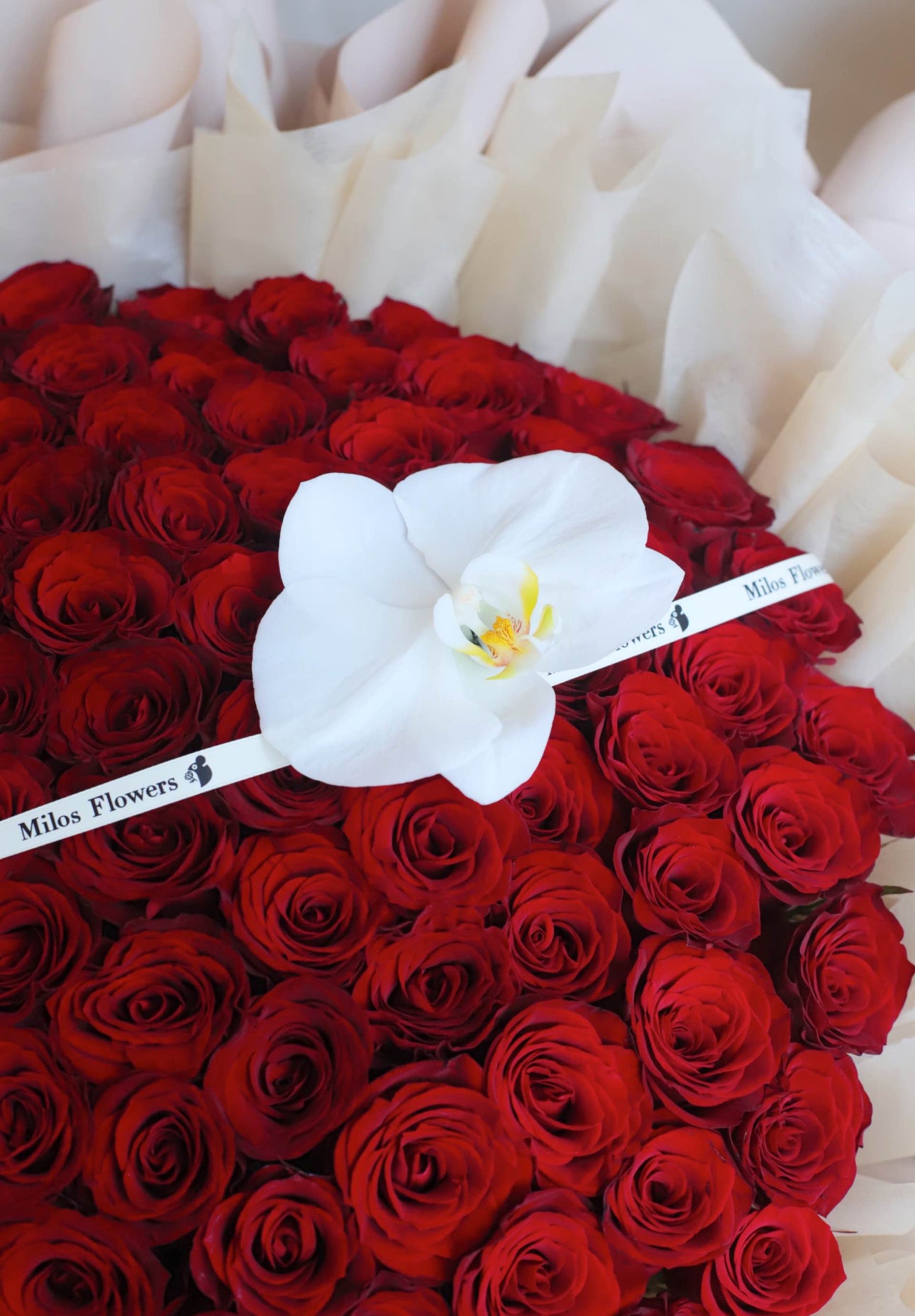 BELOVED (99pcs china roses)