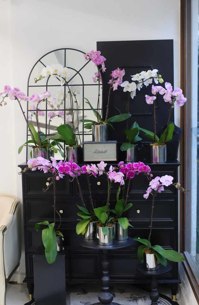 ORCHID ELEGANCE
