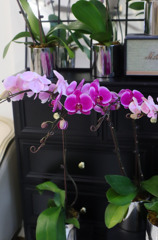 ORCHID ELEGANCE