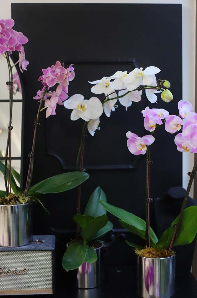 ORCHID ELEGANCE