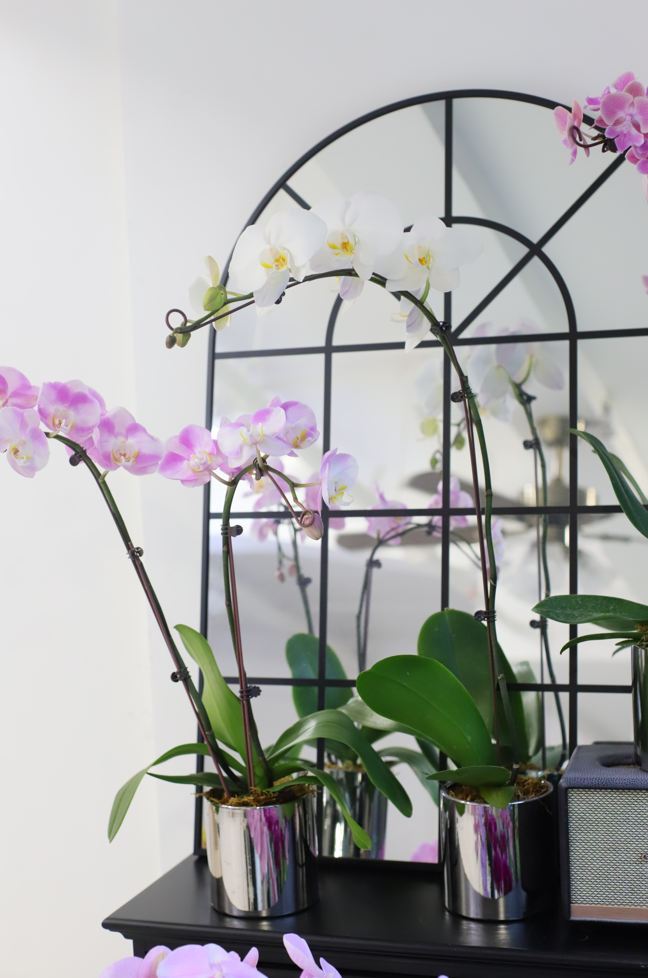 ORCHID ELEGANCE