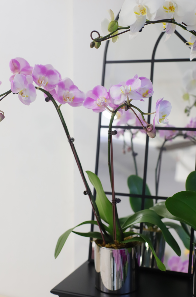 ORCHID ELEGANCE