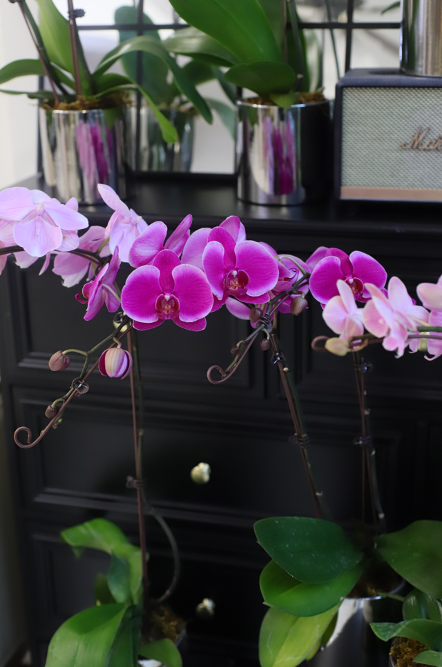 ORCHID ELEGANCE